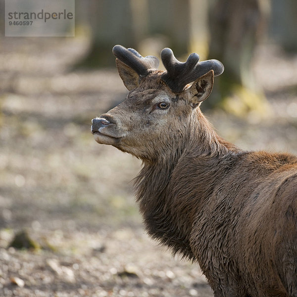 Rothirsch (Cervus elaphus)  Geweihbildung  captive  Bayern  Deutschland  Europa