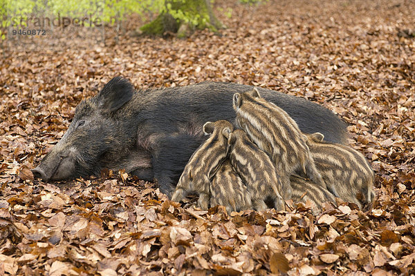 Wildschweine (Sus scrofa)  Bache säugt Frischlinge  captive  Nordrhein-Westfalen  Deutschland  Europa