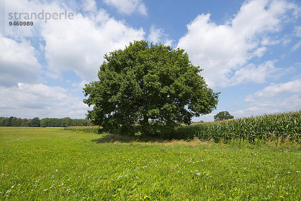 Einzeln stehende Stieleiche (Quercus robur) im Sommer  Niedersachsen  Deutschland  Europa