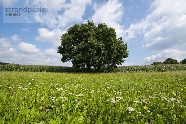 Einzeln stehende Stieleiche (Quercus robur) im Sommer  Niedersachsen  Deutschland  Europa