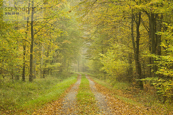 Waldweg im Herbst  Niedersachsen  Deutschland  Europa