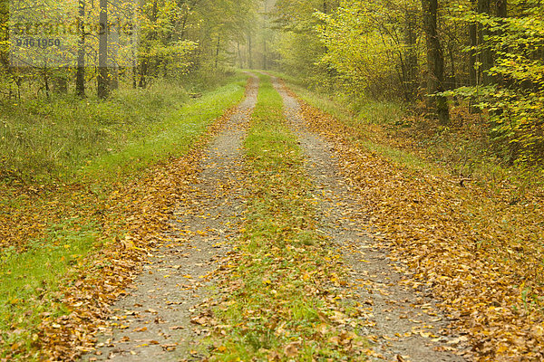 Waldweg im Herbst  Niedersachsen  Deutschland  Europa