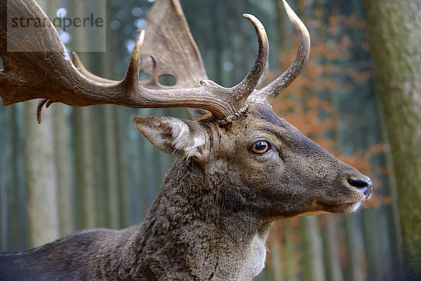 Damhirsch (Dama dama)  Porträt  Männchen  captive  Bayern  Deutschland  Europa