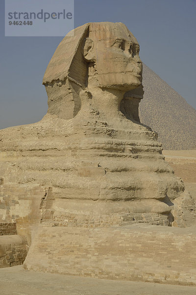 Große Sphinx von Giseh  Löwendarstellung mit Menschenkopf  erbaut in der 4. Ägyptischen Dynastie um 2700 v. Chr.  vor der Pyramide des Cheops  Giseh  Ägypten  Afrika