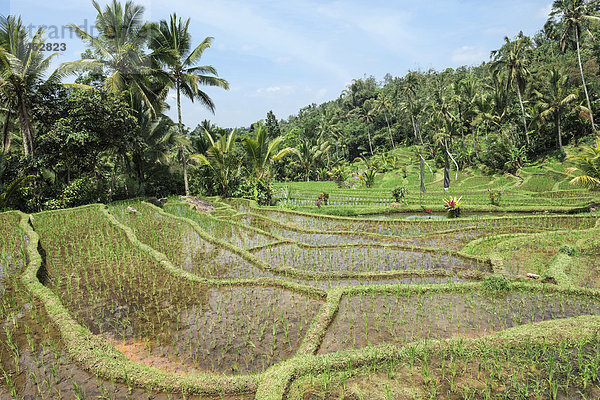 Reisfelder am Gunung Batukau  Bali  Indonesien  Asien