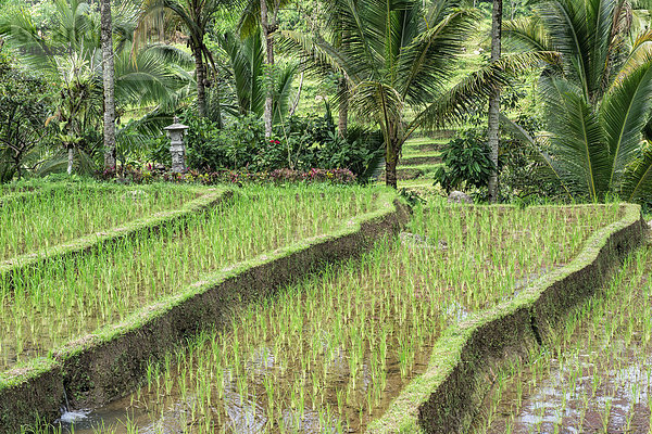 Reisfelder am Gunung Batukau  Bali  Indonesien  Asien