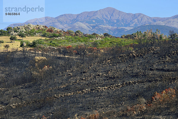 Verkohlte Bäume nach einem Flächenbrand  bei Arbus  Provinz Carbonia-Iglesias  Sardinien  Italien  Europa