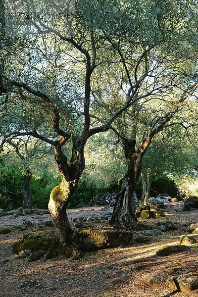 Olivenhain beim Brunnenheiligtum Santa Cristina  bei Paulilatino  Provinz Oristano  Sardinien  Italien  Europa