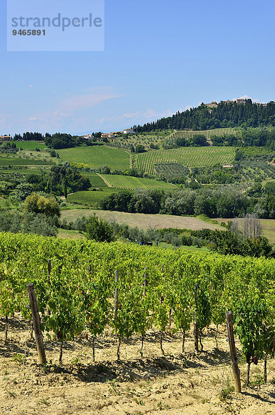 Landschaft mit Weingärten im Anbaugebiet des Chianti Classico  Lecchi in Chianti  Provinz Siena  Toskana  Italien  Europa