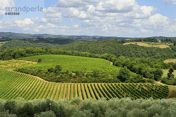 Landschaft mit Weingärten  Monteriggioni  Provinz Siena  Toskana  Italien  Europa