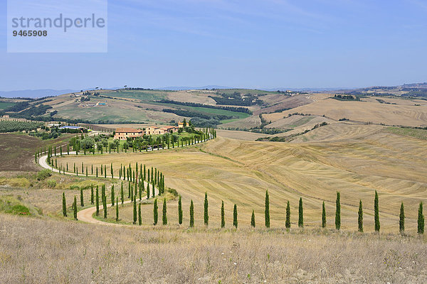 Zypressenalle zu einem Gutshof in den Crese Senesi  Provinz Siena  Toskana  Italien  Europa