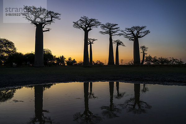 Baobaballee  Afrikanische Affenbrotbäume (Adansonia digitata)  im Abendrot mit Spiegelung  Morondava  Madagaskar  Afrika