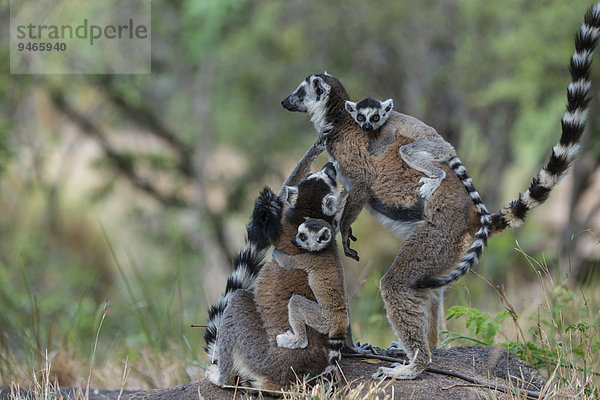 Kattas (Lemur catta) mit Jungtieren auf dem Rücken  Adringitra-Region  Madagaskar  Afrika