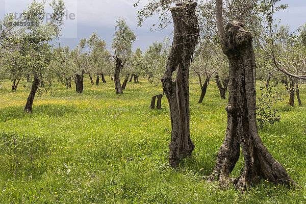 Olivenbäume auf einer blühenden Wiese  bei Sirmione  Lombardei  Italien  Europa