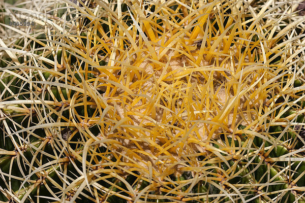 Detail Details Ausschnitt Ausschnitte Europa Kanaren Kanarische Inseln Kaktus Gran Canaria Spanien