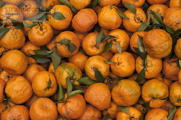 Orangen (Citrus sinensis)