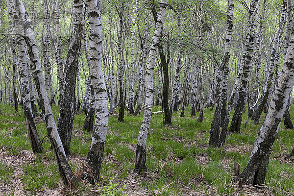 Birken (Betula)  Birkenhain  Birkenwald  bei Monte Cambarogno  Tessin  Schweiz  Europa