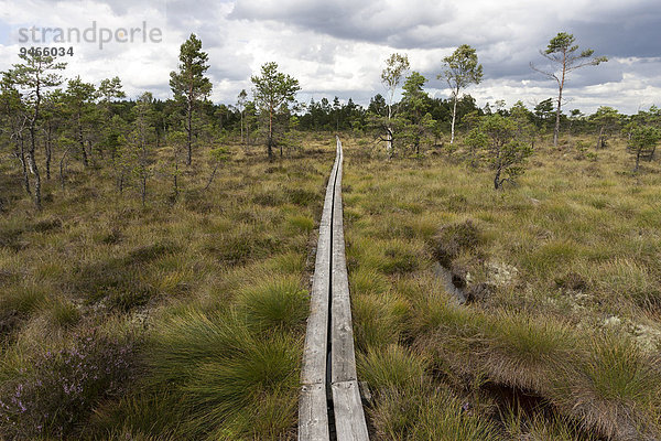 Holzsteg durch Moorlandschaft  Hochmoor und Sumpfgebiet  Nationalpark Store Mosse  Smaland  Schweden  Europa