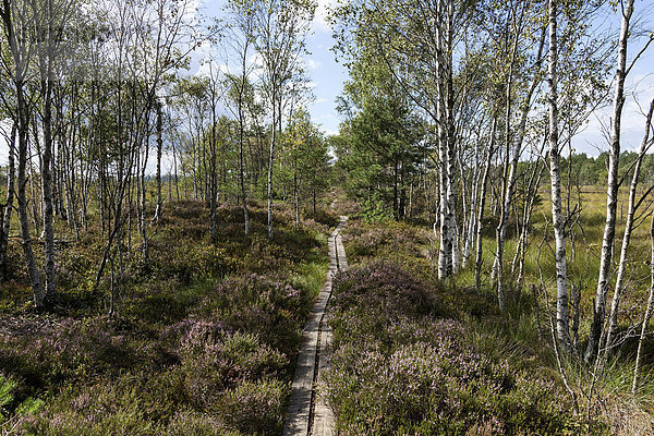 Moorlandschaft mit Birken  Hochmoor und Sumpfgebiet  Nationalpark Store Mosse  Smaland  Schweden  Europa