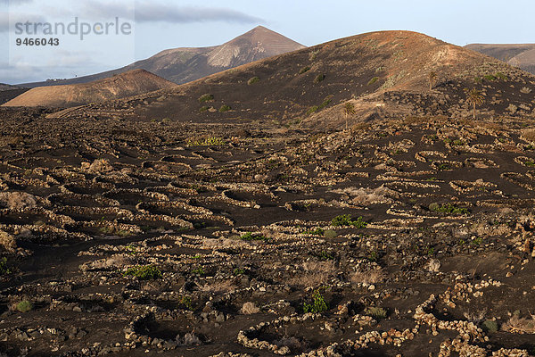Typischer Weinanbau in Trockenbaumethode  auf vulkanischer Asche  Lava  Abendlicht  Weinanbaugebiet La Geria  Lanzarote  Kanarische Inseln  Spanien  Europa