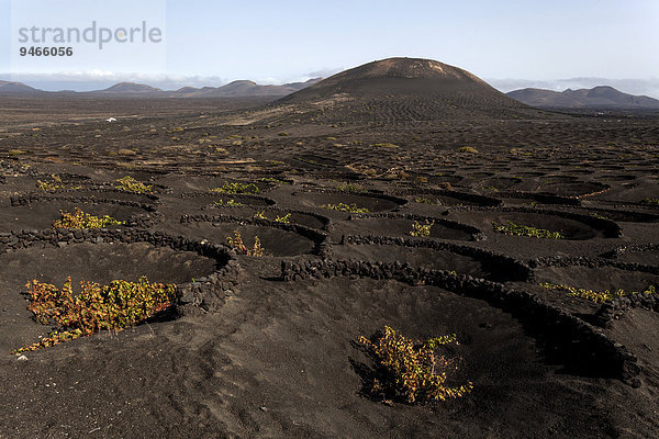 Typischer Weinanbau in Trockenbaumethode  auf vulkanischer Asche  Lava  Weinstöcke  Weinanbaugebiet La Geria  Lanzarote  Kanarische Inseln  Spanien  Europa