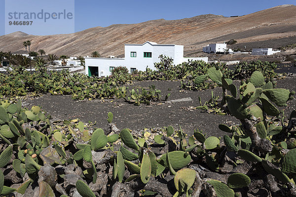 Kakteenfeld  Opuntien (Opuntia)  hinten Häuser von Femes und Berge von Los Ajaches  Lanzarote  Kanarische Inseln  Spanien  Europa