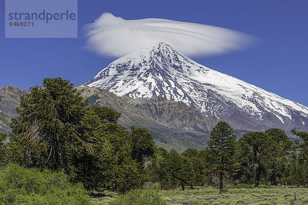 Vulkan Lanin und Chilenische Araukarie (Araucaria araucana)  Neuquén  Argentinien  Südamerika
