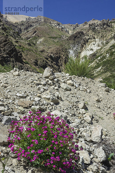 Maule-Tal  im Vordergrund Purpurroter Sauerklee (Oxalis purpurea)  San Clemente  Región del Maule  Chile  Südamerika