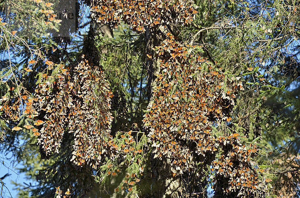 Monarchfalter (Danaus plexippus) im Winterquartier auf Oyamel-Fichte  El Rosario  Biosphärenreservat Mariposa Monarca  Angangueo  Michoacán  Mexiko  Nordamerika