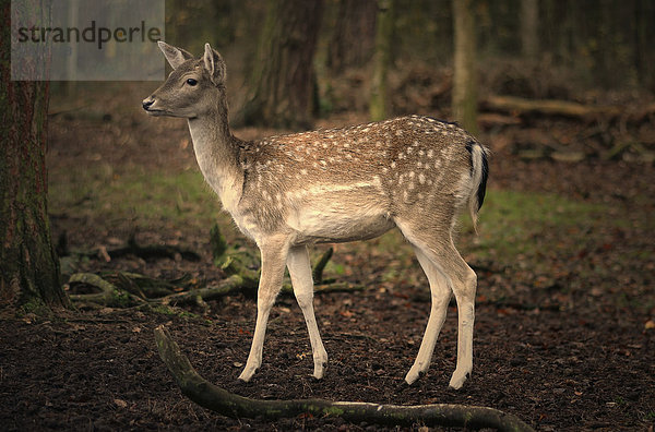 Damwild (Dama dama)  Weibchen  im Wald  Hamburg  Deutschland  Europa