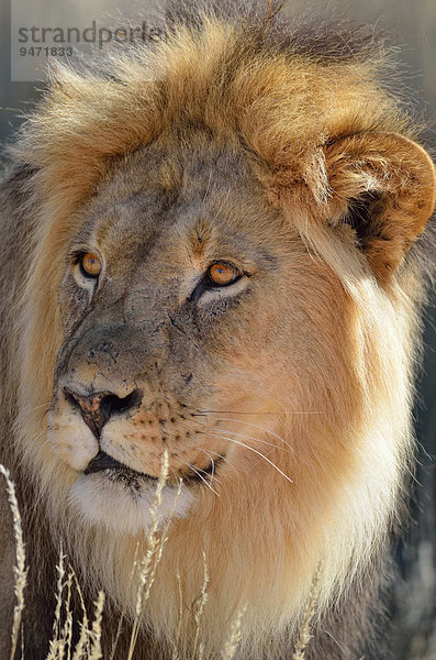 Lion (Panthera leo)  Männchen  Alttier  Kgalagadi-Transfrontier-Nationalpark  Provinz Nordkap  Südafrika