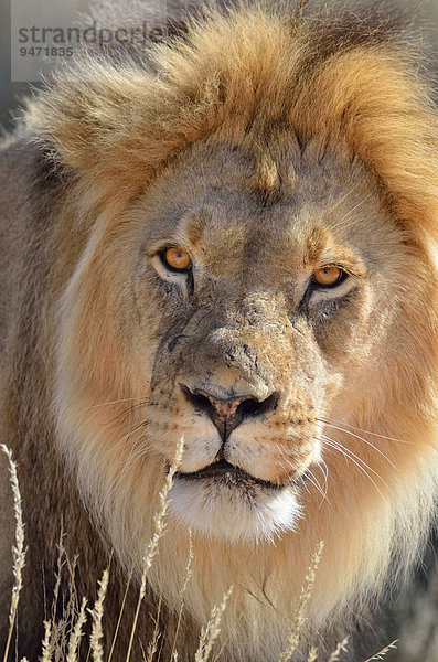 Lion (Panthera leo)  Männchen  Alttier  Kgalagadi-Transfrontier-Nationalpark  Provinz Nordkap  Südafrika