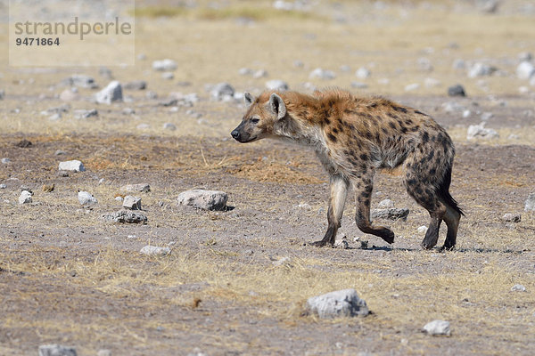 Tüpfelhyäne (Crocuta crocuta)  unterwegs auf trockenem Boden  Etosha-Nationalpark  Namibia  Afrika