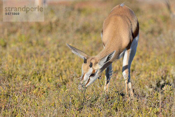 Springbock (Antidorcas marsupialis)  Jungtier beim Grasen  Etosha-Nationalpark  Namibia  Afrika