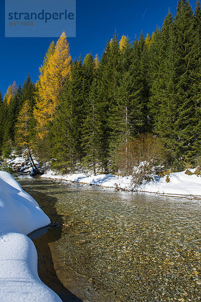 Herbst im Naturpark Riedingtal  Herbstverfärbung der Lärchen  erster Schnee  Riedingbach  Zederhaus  Lungau  Salzburg  Österreich  Europa