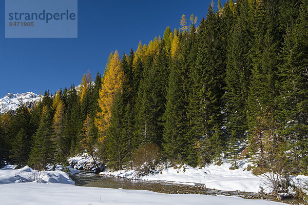 Herbst im Naturpark Riedingtal  Herbstverfärbung der Lärchen  erster Schnee  Riedingbach  Zederhaus  Lungau  Salzburg  Österreich  Europa