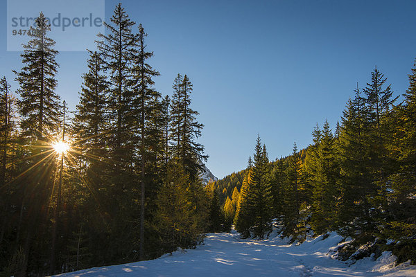 Herbst im Naturpark Riedingtal  Schliereralm  Herbstverfärbung der Lärchen  Sonne scheint durch Bäume  erster Schnee  Zederhaus  Lungau  Salzburg  Österreich  Europa