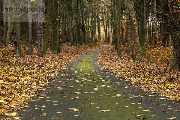 Forststraße im Herbst  Karlsbad  Böhmen  Tschechische Republik