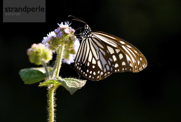 Schmetterlings-Art (Parantica aglea maghaba)