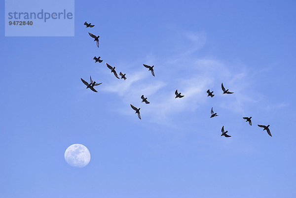 Ein Schwarm Vögel zieht in Richtung Mond am Abendhimmel