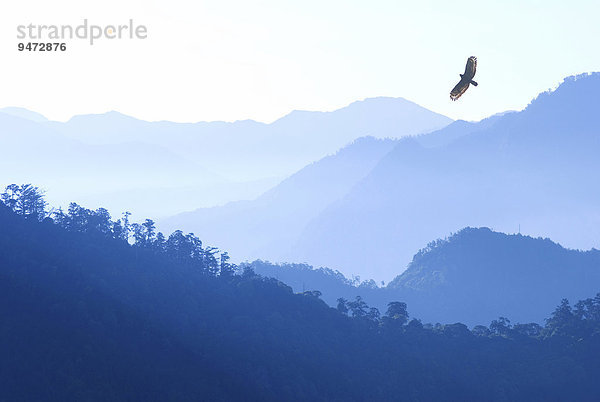 Schlangenweihe (Spilornis cheela) fliegt im Morgennebel über die Berge  Alishan Berg  Chiayi  Taiwan  Asien
