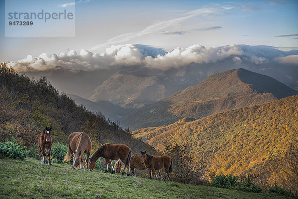 Pferde bei Sonnenaufgang auf dem Berg Strega  Apennin  Marken  Italien  Europa