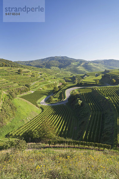 Weinberge  Kaiserstuhl  bei Oberbergen  Schwarzwald  Baden-Württemberg  Deutschland  Europa