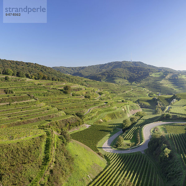 Weinberge  Kaiserstuhl  bei Oberbergen  Schwarzwald  Baden-Württemberg  Deutschland  Europa