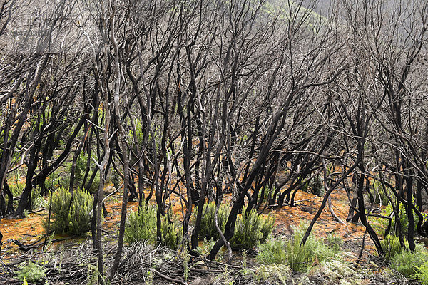Verbrannter Lorbeerwald  zwei Jahre nach Brand  Nationalpark Garajonay  La Gomera  Kanarische Inseln  Spanien  Europa