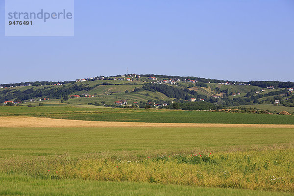 Weinberg  Eisenberg an der Pinka  Südburgenland  Burgenland  Österreich  Europa