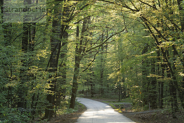 Waldweg am Csaterberg  Kohfidisch  Südburgenland  Burgenland  Österreich  Europa