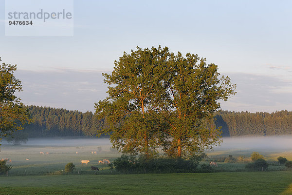 Bäume  Weide  Morgenstimmung  Schwaigwall  Geretsried  Oberbayern  Bayern  Deutschland  Europa