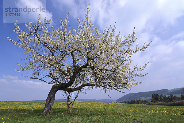 Apfelbaum auf Blumenwiese  Thüringen  Deutschland  Europa