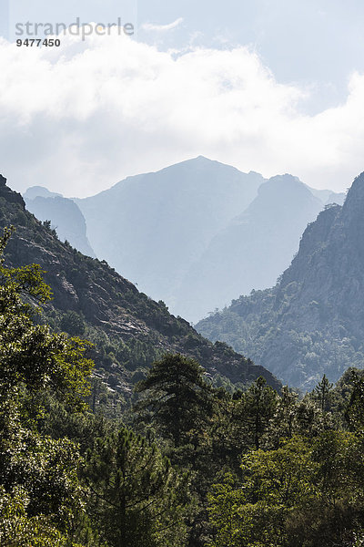 Berglandschaft mit Kiefernwald  Silhouetten von Bergen mit Wolken  Korsika  Frankreich  Europa